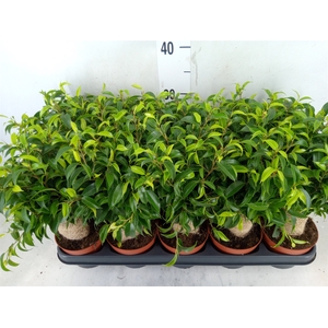 Ficus benja. 'Natasja'