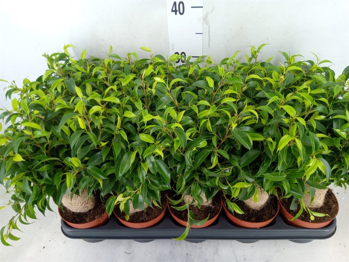 <h4>Ficus benja. 'Natasja'</h4>