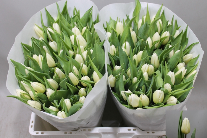 <h4>TU EN WHITE PRINCE</h4>