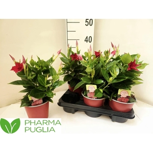 MANDE RIO GRANDE RED