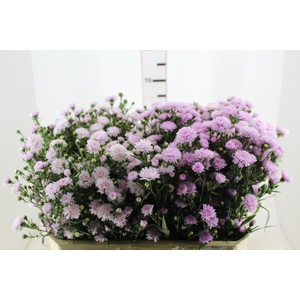 ASTER DOBRADO ROSA 070 CM