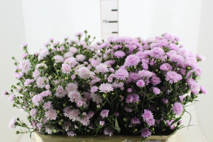 <h4>ASTER DOBRADO ROSA 070 CM</h4>