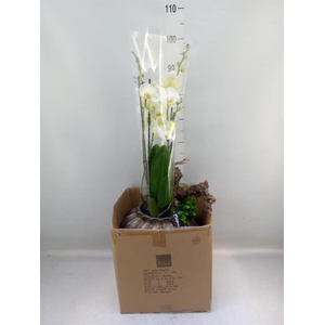 Arr.  Phalaenopsis  H%