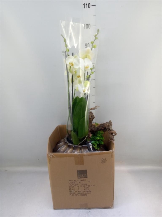 <h4>Arr.  Phalaenopsis  H%</h4>