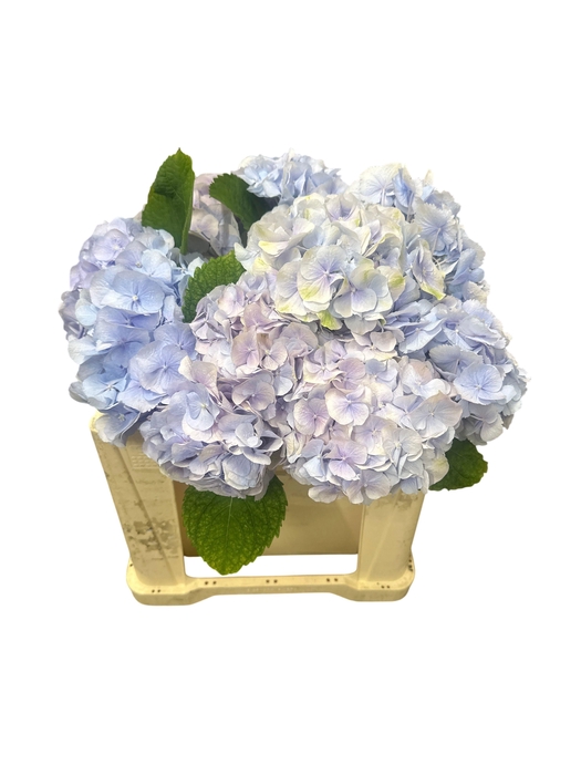 <h4>HYDR M CH VERENA BL</h4>