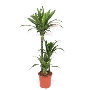 Dracaena Arturo 60-30-15