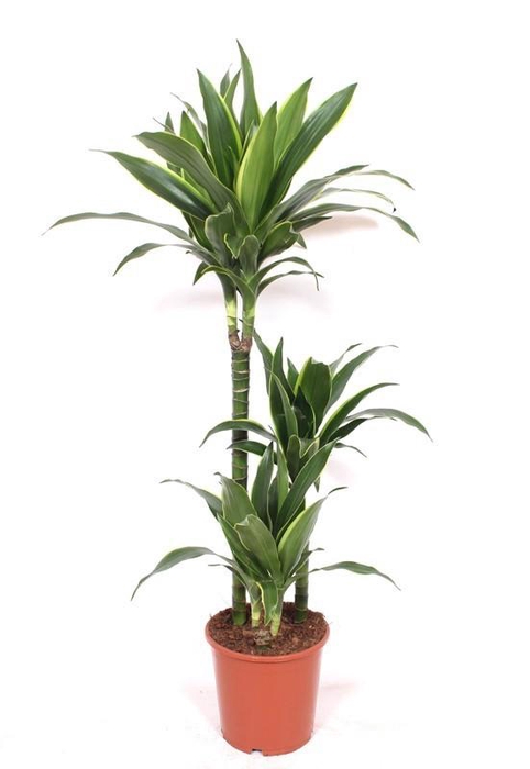 <h4>Dracaena Arturo 60-30-15</h4>