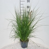 Pennisetum alopecuroides Hameln