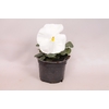 Viola wittrockiana sixpack F1 White