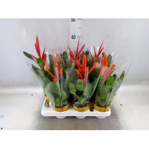 Vriesea   ...mix