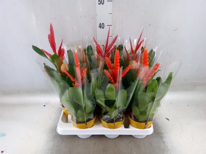 <h4>Vriesea   ...mix</h4>