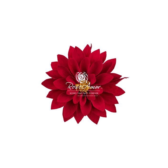<h4>Dalia Red02</h4>