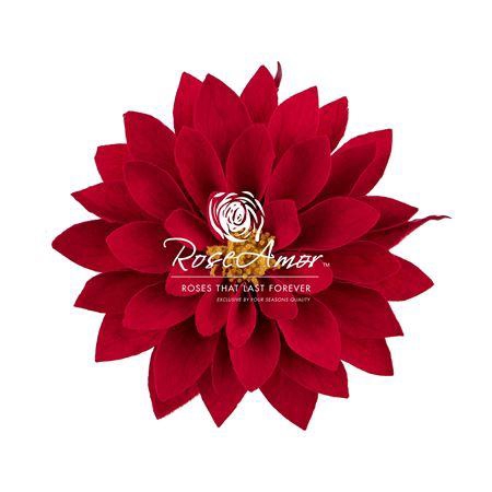 Dalia Red02
