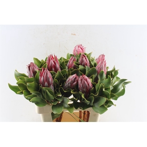 Protea Cy Clare