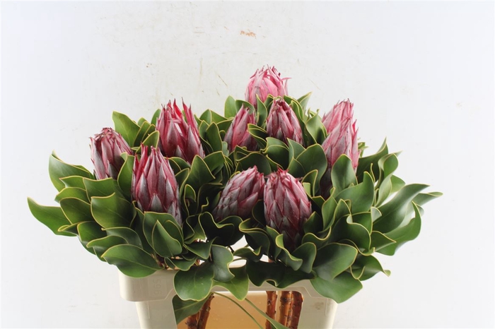 <h4>Protea Cy Clare</h4>