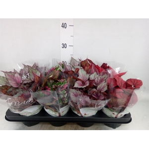 Begonia BD rex 'Beleaf' ...mix
