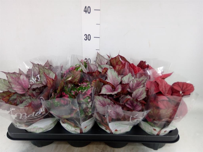 <h4>Begonia BD rex 'Beleaf' ...mix</h4>