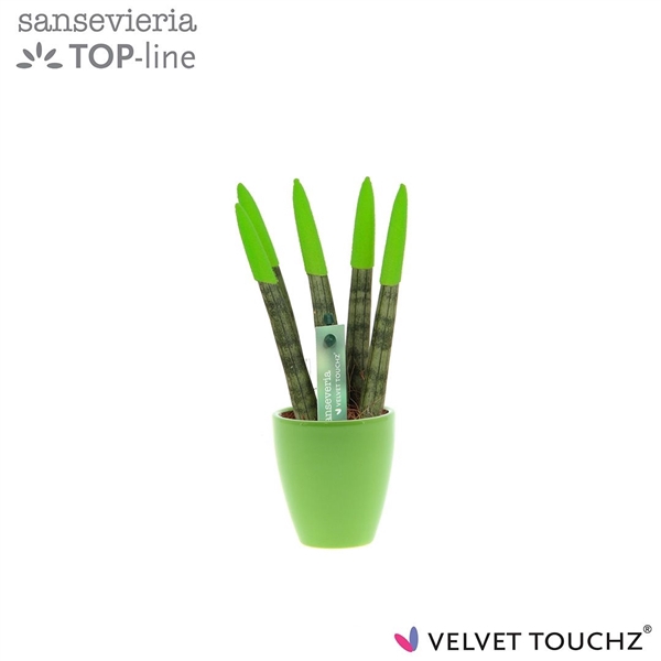 <h4>Sansevieria VELVET TOUCHZ® Groen in keramiek Osaka</h4>