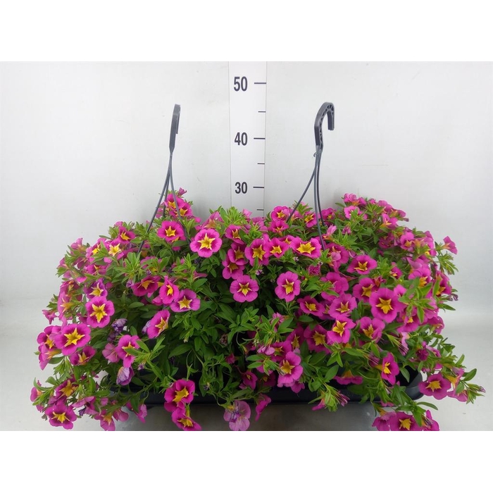 <h4>Calibrachoa   ...mix</h4>