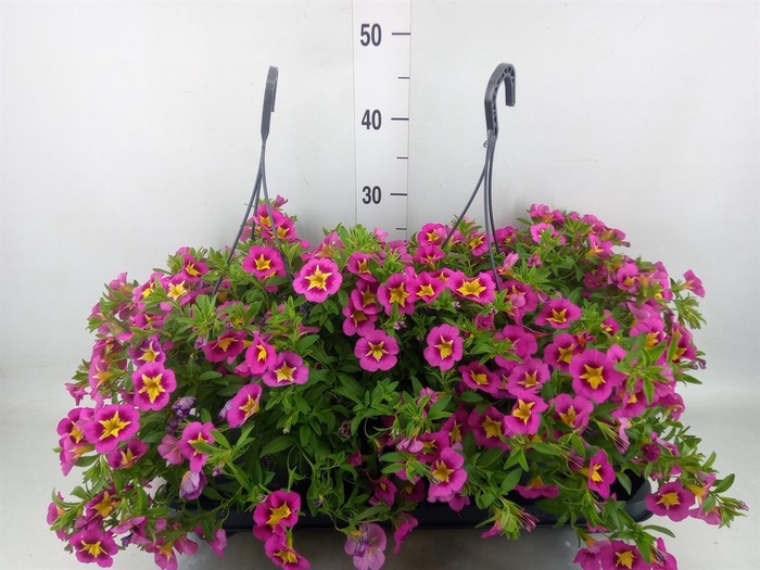 Calibrachoa   ...mix