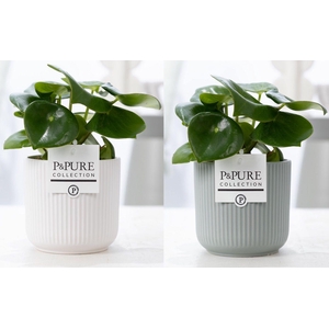 Peperomia Raindrop in P&PURE Sophie ceramics ass. 2
