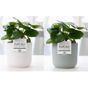 Peperomia Raindrop in P&PURE Sophie ceramics ass. 2