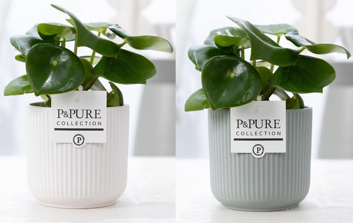 <h4>Peperomia Raindrop in P&PURE Sophie ceramics ass. 2</h4>