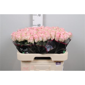 R Gr Avalanche Sorb+