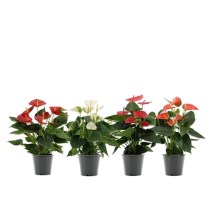 Anthurium 4 color mix in transparant sleeve