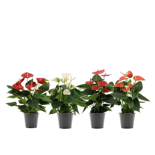 <h4>Anthurium 4 color mix in transparant sleeve</h4>