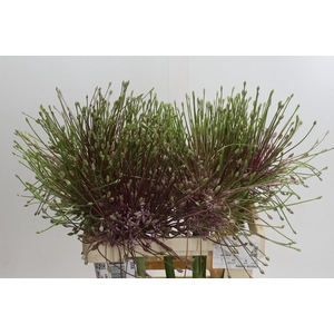 Allium Schubertii