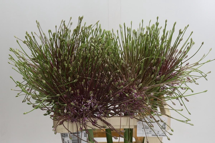 <h4>Allium Schubertii</h4>
