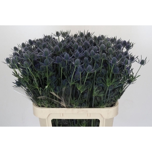 ERYN A BLUE DYNAMITE