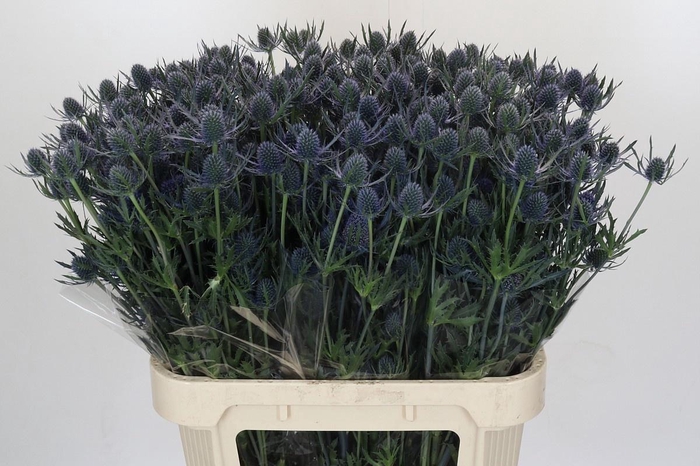 <h4>ERYN A BLUE DYNAMITE</h4>