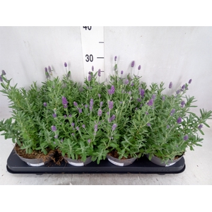 Lavandula angus. 'Ardeche Blue'