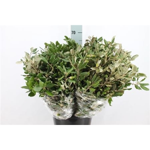 Steeneik 400 Gram