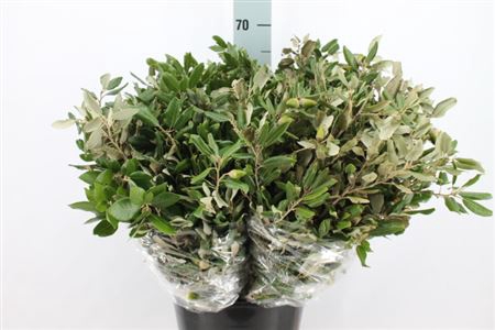 <h4>Steeneik 400 Gram</h4>