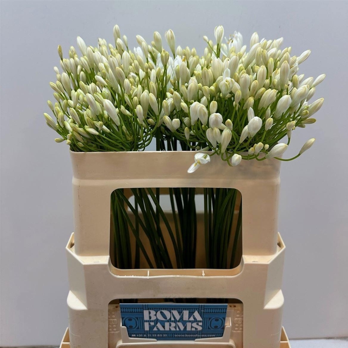 <h4>AGAP WHITE HEAVEN</h4>