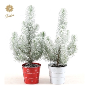 Pinus pinea 'Silver Crest' P10,5 in Zinc X-mas Duo + Snow