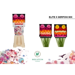 Germini Pomponi Mix Pomponi  Elite Diamond