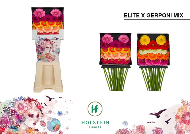 <h4>Germini Pomponi Mix Pomponi  Elite Diamond</h4>