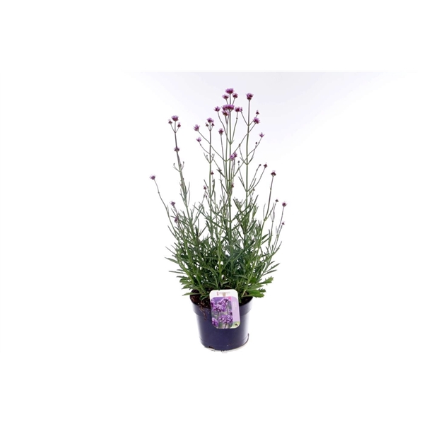 <h4>Verbena bonariensis</h4>