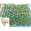 Bellis P Mixk 1 Kleur Per Tray