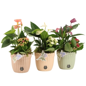 21921: Contradiction arrangement