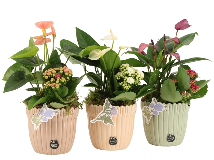 <h4>21921: Contradiction arrangement</h4>