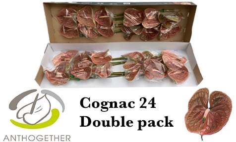 <h4>ANTH A COGNAC 24 Double Pack</h4>