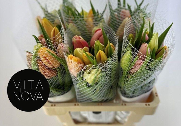 <h4>TU EN GM 3 KLEUREN</h4>