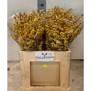ILEX VE MAG CITRONEL