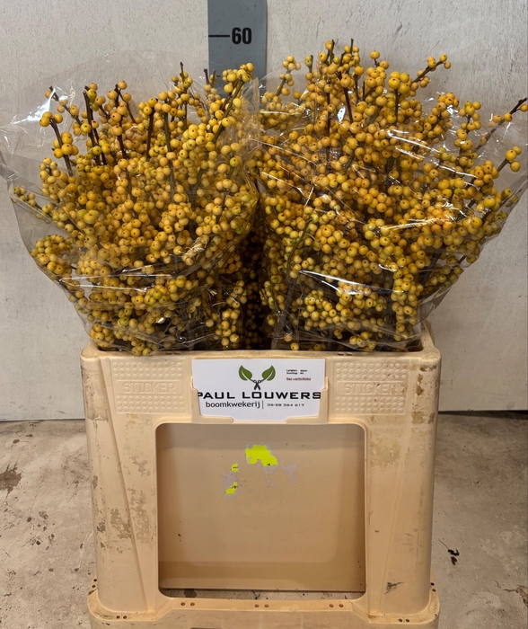 <h4>ILEX VE MAG CITRONEL</h4>