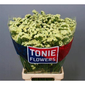 Lim S Starlight Wing